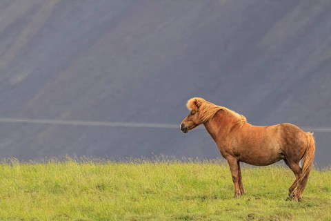 Icelandic horse standing in a meadow, mountainous, Höfn, Iceland, Europe