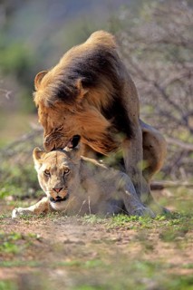 Lion (Panthera leo), adult pair copula, mating, pair, male, female, Hluhluwe Umfolozi National