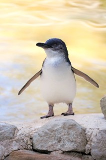 Little penguin (Eudyptula minor), adult, on land, spreading wings, Kangaroo Island, South
