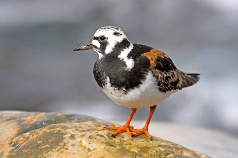 Ruddy turnstone, (Arenaria interpres), Hamningberg, Varanger, Norway, Europe