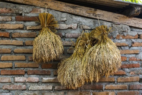 Rice for drying on a house wall, harvest, food, tradition, traditional, drying, rice harvest,