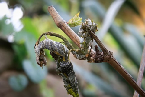 Late night frosts have led to severe frost damage in vineyards in the Elbe Valley. Due to the very