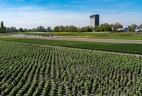 Nursery, plant breeding, ornamental plants grow in flower pots, outdoors, Düsseldorf-Volmerswerth,