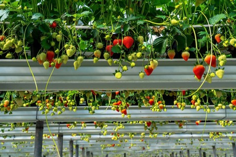 Strawberry cultivation in a greenhouse, young strawberry plants are growing, at different stages of