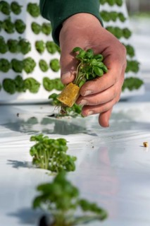 Agriculture, herb gardening, basil young plants, in pressed pots, with growing soil and nutrients,