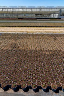 Horticultural business, greenhouse and open-air, various types of potted plants are grown here to