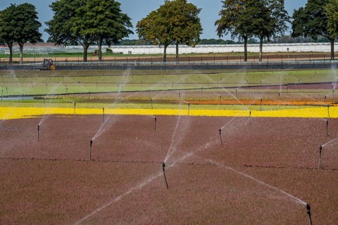 Horticultural business, irrigation with a sprinkler system, outdoors, plants grow here to be sold