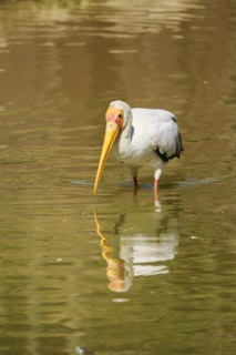 Yellow-bird Stork (Mycteria ibis), in the water, hunting, captive, distribution Africa