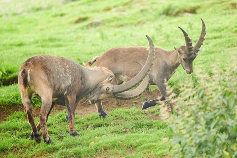 Alpine ibex (Capra ibex) male running arguing with each other on a meadow, playing, wildlife Park
