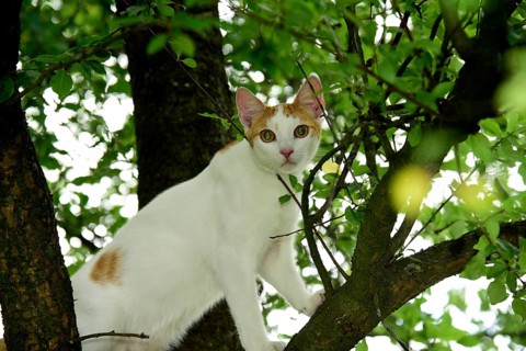 Cat, Turkish Van, domestic cat, in tree