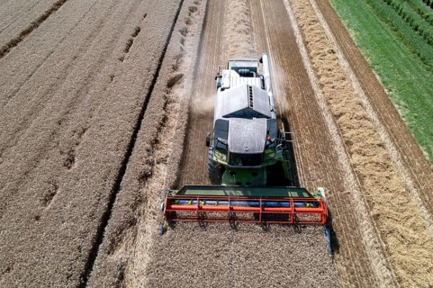 Agriculture, grain harvest, wheat, combine harvester harvesting in a wheat field, near