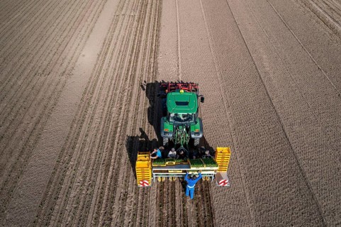 Vegetable cultivation, celery plants are planted in the field with a planting machine,