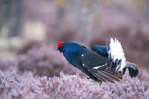 Black grouse, Lyrurus tetrix, Tetrao tetrix, Bavaria, Bavaria, Federal Republic of Germany