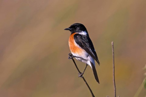 Stonechat, Saxicola torquata, Gemmi Pass, Bavaria, Bavaria, Federal Republic of Germany