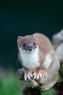 European stoat (Mustela erminea) adult animal on a tree stump, United Kingdom, Europe