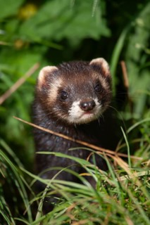 European polecat (Mustela putorius) adult animal in grassland, United Kingdom, Europe