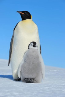 Emperor penguins, Aptenodytes forsteri, with a Chick, Snow Hill Island, Antartic Peninsula,
