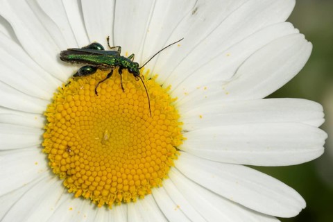 Thick-legged flower beetle (Oedemera nobilis) adult insect on a white Oxeye daisy flower, Suffolk,