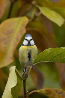Blue tit (Cyanistes Caeruleus) adult bird amongst autumnal leaves of a garden Magnolia tree in the