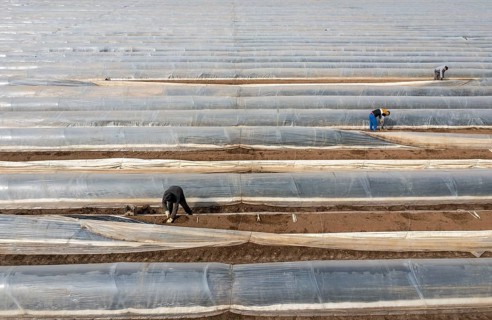 Asparagus harvest in the Rhineland, asparagus pickers at work in an asparagus field covered with