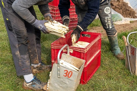 Asparagus harvest in the Rhineland, asparagus pickers at work in an asparagus field covered with