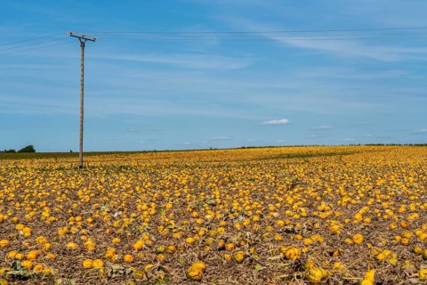 Field with Styrian oil pumpkins, partly dried up due to the drought in summer 2020, on the Lower