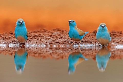 Blue-winged Oriole (Uraeginthus angolensis), Angola Butterfly Finch, adult, three birds, at the