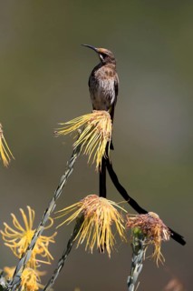 Cape Honeybird (Promerops cafer), adult, male, singing, on flower, Protea, Kirstenbosch Botanical