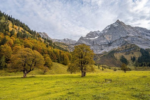 Maple tree with autumn leaves, autumn landscape in Rißtal with Spritzkarspitze, Großer Ahornboden,
