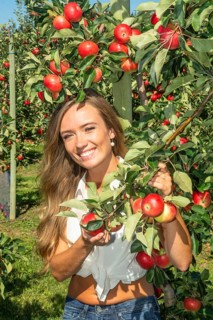 Young attractive blonde smiling woman picking apple in Scania fruit district, Kivik, Österlen,