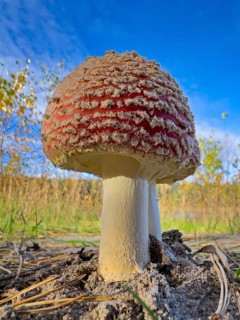 Red fly agaric (Amanita muscaria), poisonous mushroom, red cap with white spots, lucky mushroom,