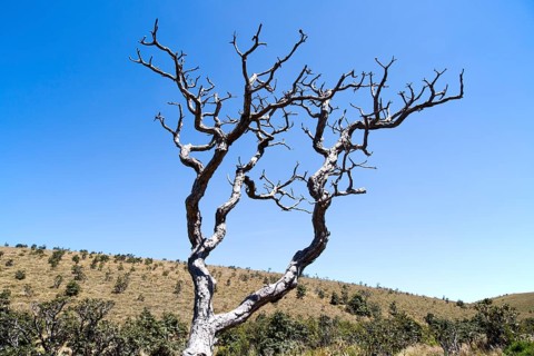 Dramatic dead Rhododendron arboreum tree branches blue sky, Horton Plains National Park, Central