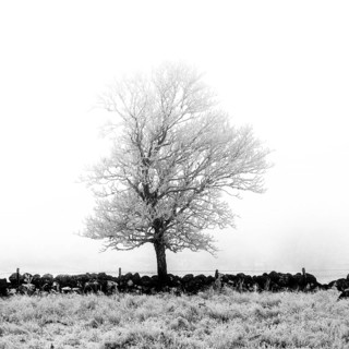 Aubrac plateau. Isolated tree in winter. Lozere department. Occitanie.France