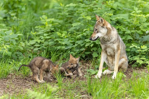 A mother wolf watches her two pups playing on the forest floor, European grey gray wolf (Canis