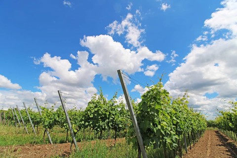 Vines in the Palatinate in June near Neustadt an der Weinstraße