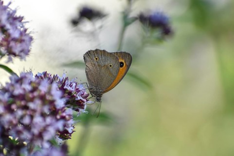 Meadow brown (Maniola jurtina) butterfly on oregano (Origanum vulgare) in the garden, Bavaria,