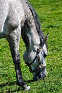 Thoroughbred horse grazing in a meadow, Irish National Stud, The Irish National Stud & Gardens,