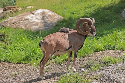 European mouflon (Ovis gmelini musimon), mouflon deer