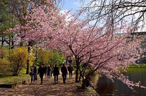 Europe, Germany, Hamburg, City, Inner Alster Lake, tree blossom, lunch break at the Alster