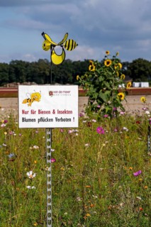 Flowering strips on an open-air area of a horticultural farm, autumn plants, heather plants, the