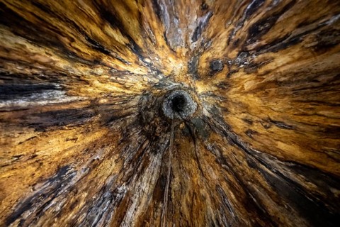 View upwards inside a hollow tree, tropical rainforest, Corcovado National Park, Osa Peninsula,
