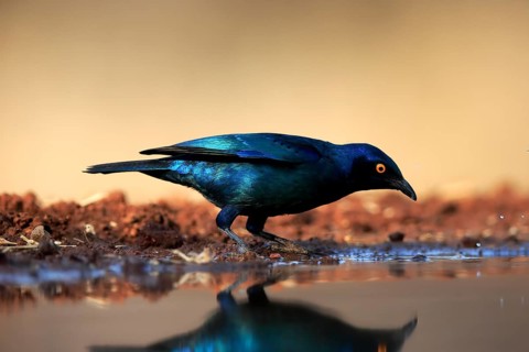 Red-shouldered Glossy Starling (Lamprotornis nitens), adult, at the water, drinking, Kruger
