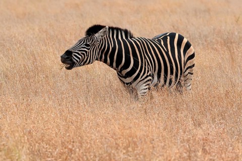 Burchell's zebra (Equus quagga burchelli), Burchell's zebra, adult, feeding, Kruger National Park,