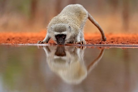 Vervet Monkey (Chlorocebus pygerythrus), adult, drinking, at the water, Kruger National Park,
