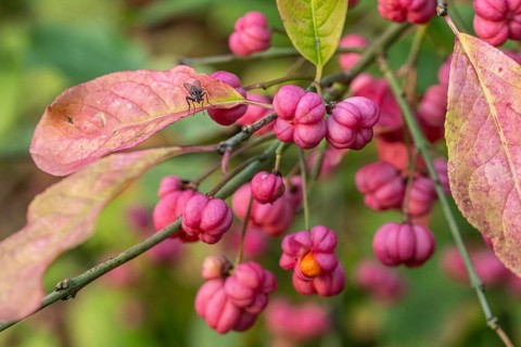 European spindle bush (Euonymus europaeus), Emsland, Lower Saxony, Germany, Europe