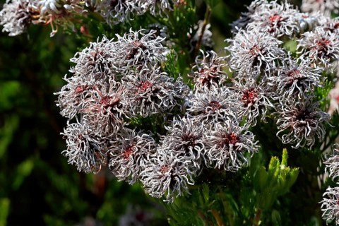 Serruria fucifolia (Serruria fucifolia), flowers, flowering, bush, fynbos, Kirstenbosch Botanical