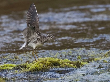 Wood Sandpiper (Tringa glareola), adult, standing on a stone in a stream, displaying and calling,