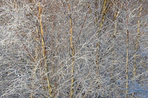 Birches (Betula), branches and twigs with hoarfrost, Arnsberg Forest nature park Park, North
