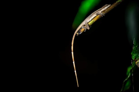 Anolis (Anolis) sitting on a stem at night, at night in the tropical rainforest, Refugio Nacional