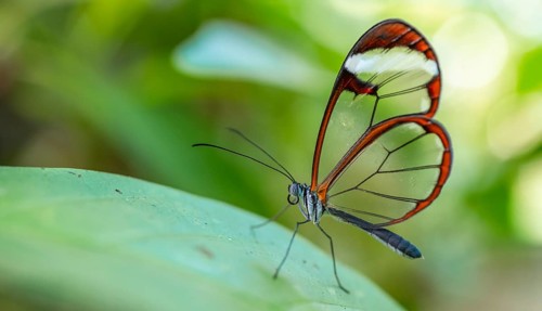 Glasswing butterfly (Greta oto), butterfly with transparent wings sitting on a leaf, Alajuela